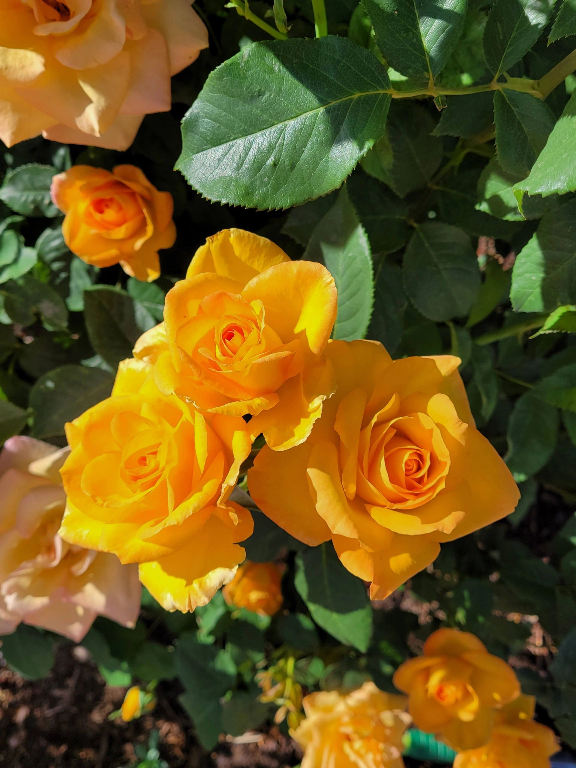 South Valley Rose Society Growing Roses, Southwest Desert